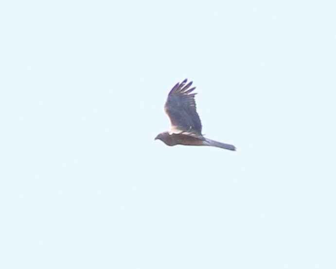 Swamp Harrier - ML642210720