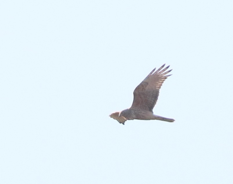 Swamp Harrier - ML642210721
