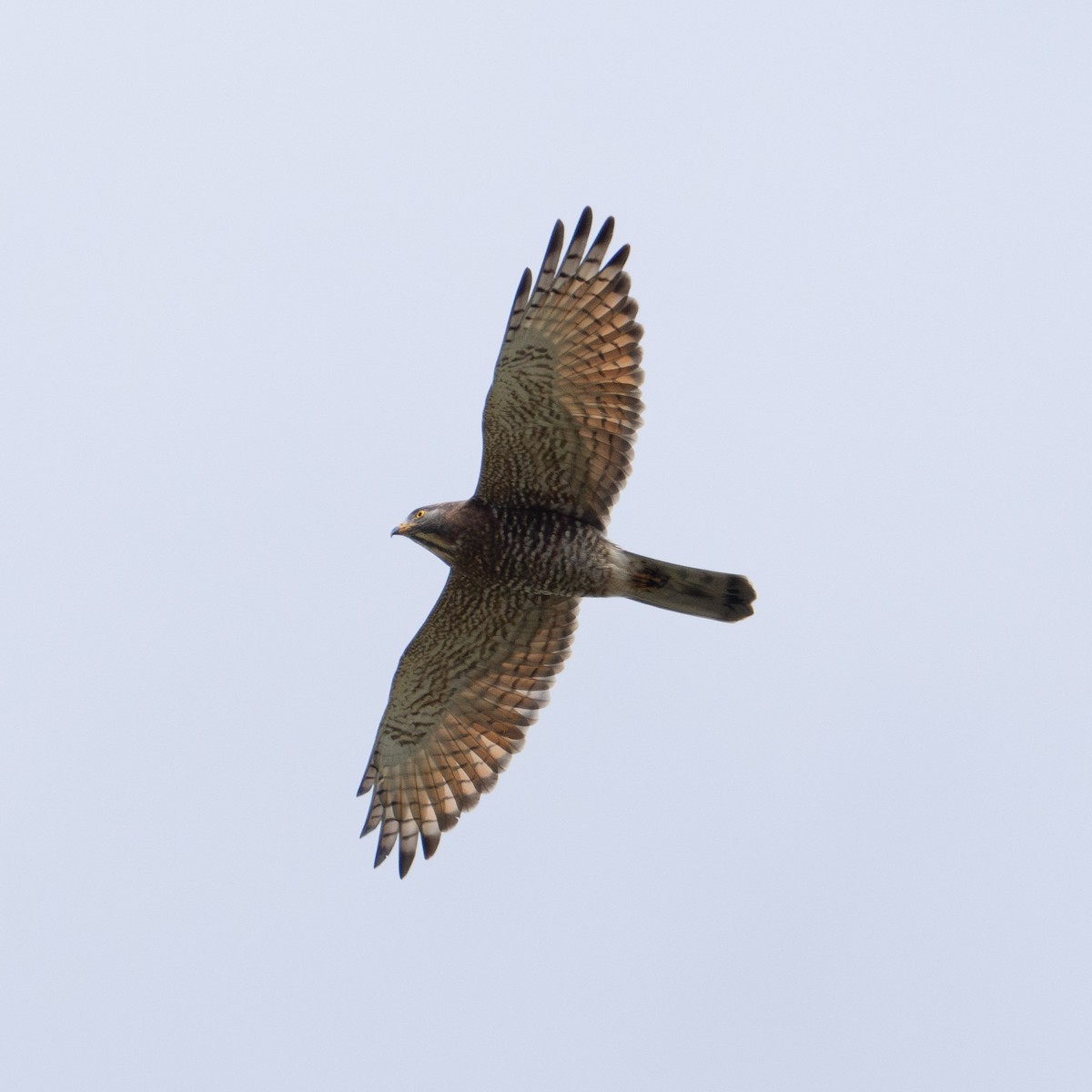 Gray-faced Buzzard - ML642210722