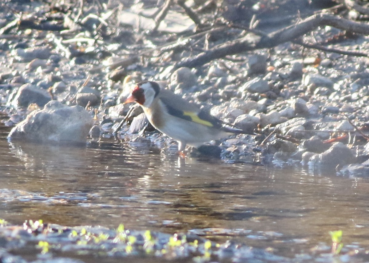 European Goldfinch - ML642210727