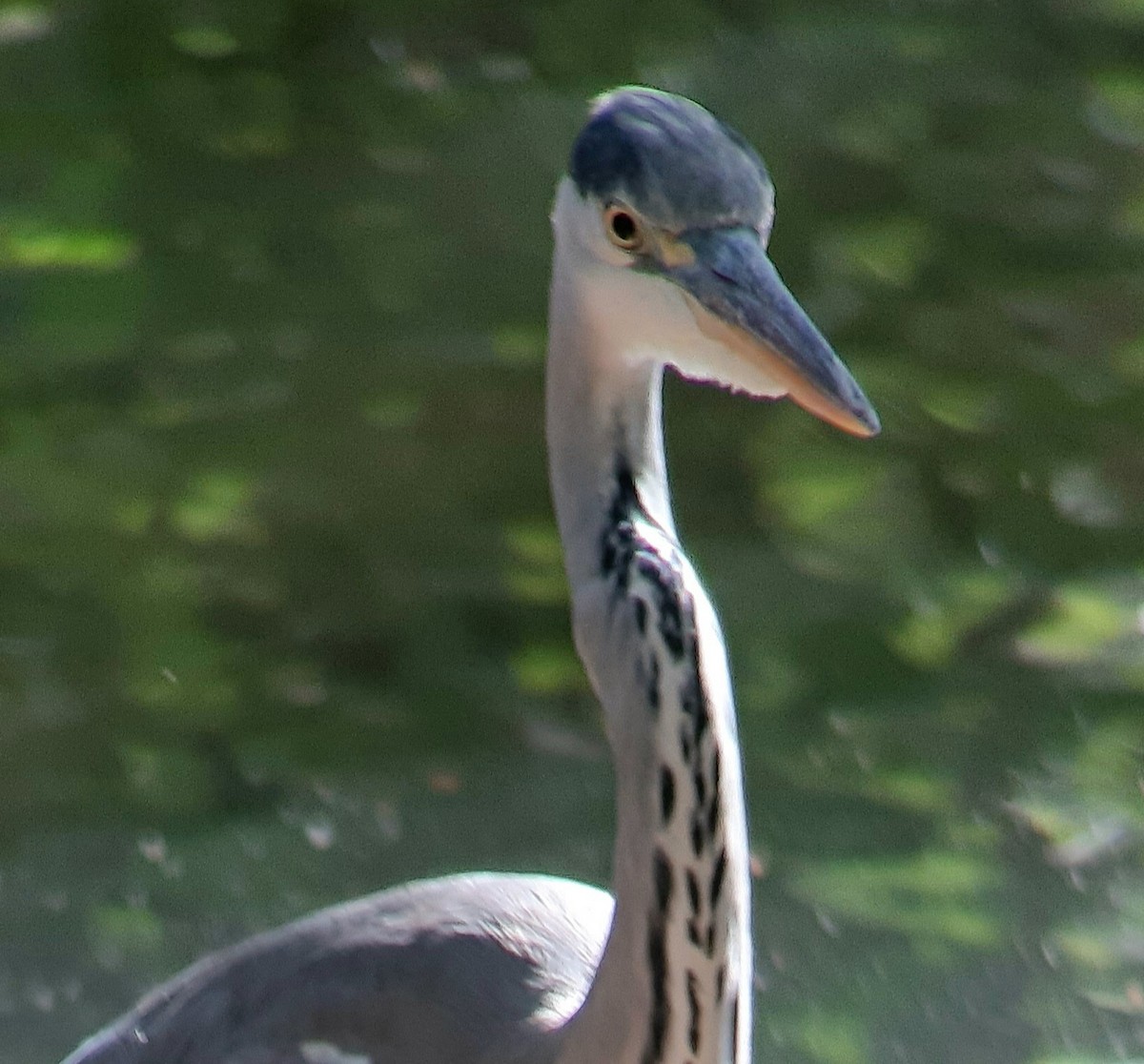 Gray Heron - ML642210728