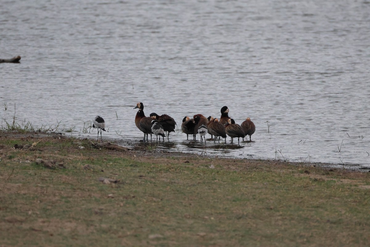 White-faced Whistling-Duck - ML642210729