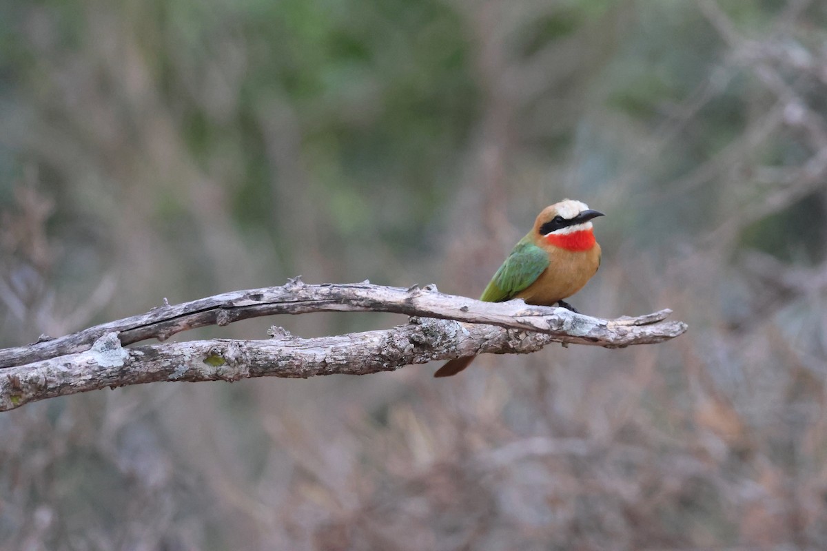 White-fronted Bee-eater - ML642210731