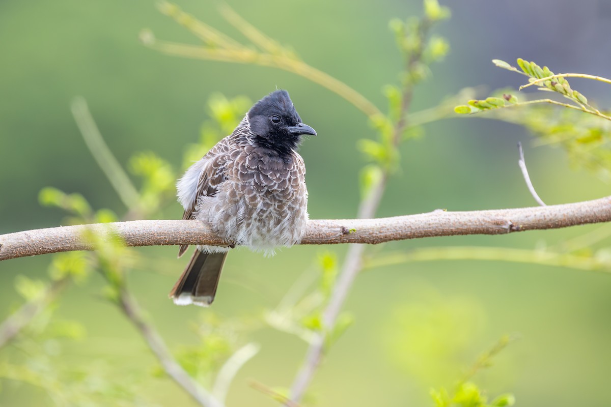 Bulbul ipurgorria - ML642210736