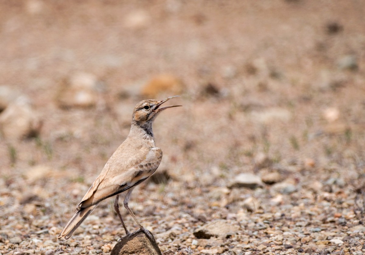 Ibis txoriandrea - ML642210745