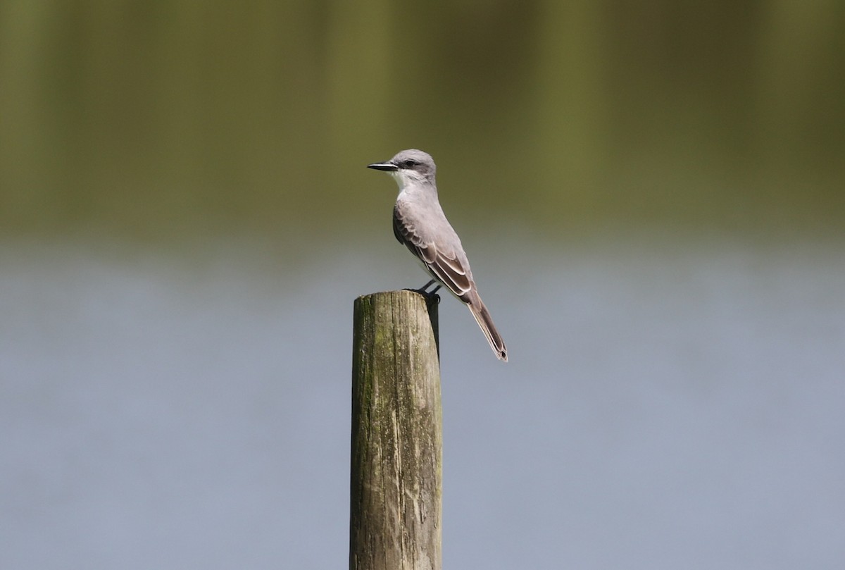 Gray Kingbird - ML642210749