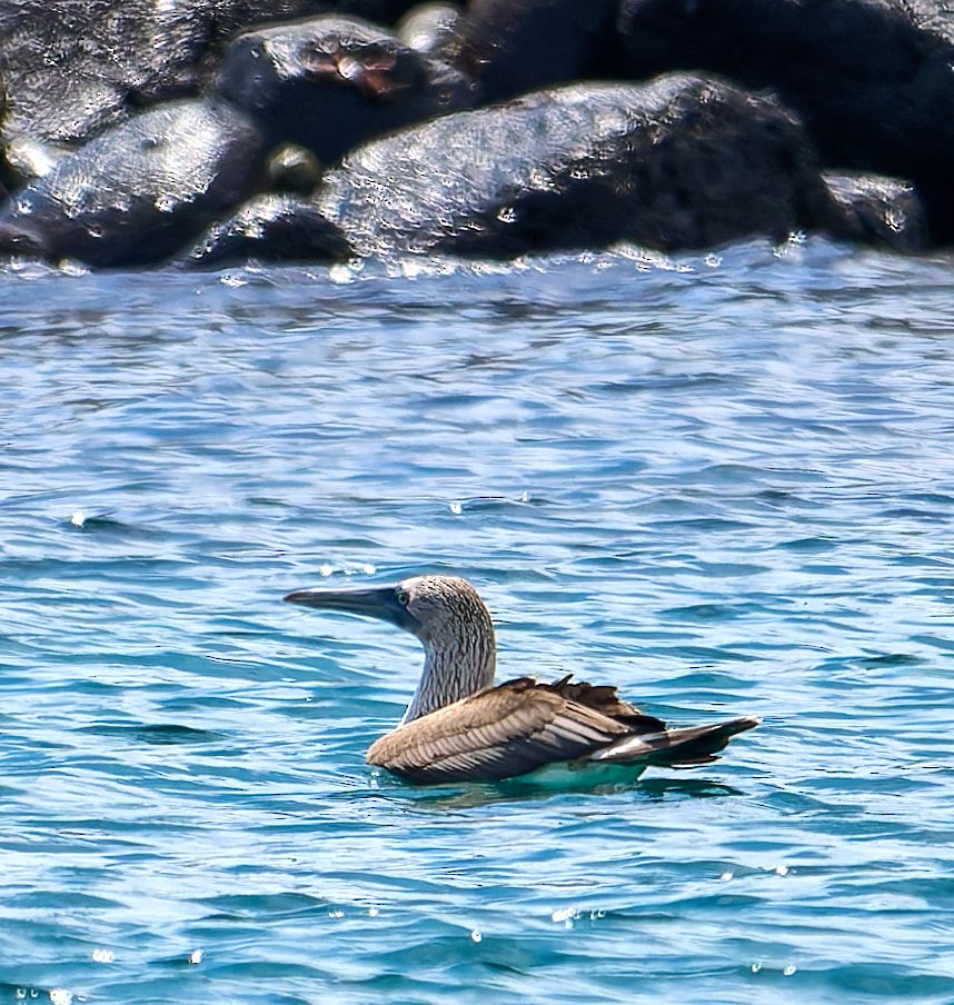Fou à pieds bleus - ML642210750