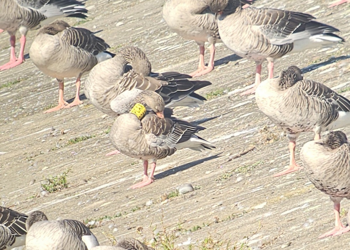 Graylag Goose - ML642210765