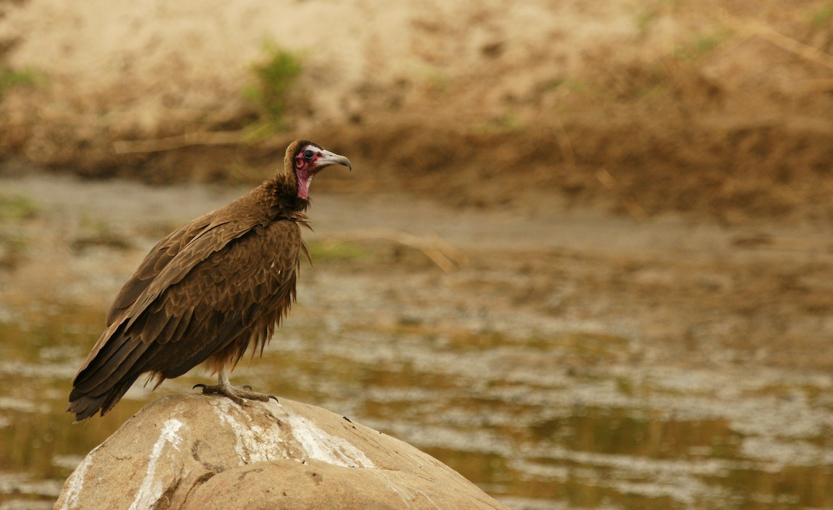 Vautour charognard - ML642210766