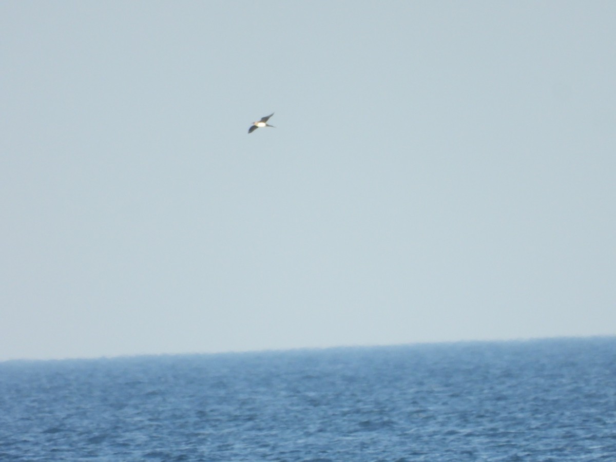 Parasitic Jaeger - ML642210772