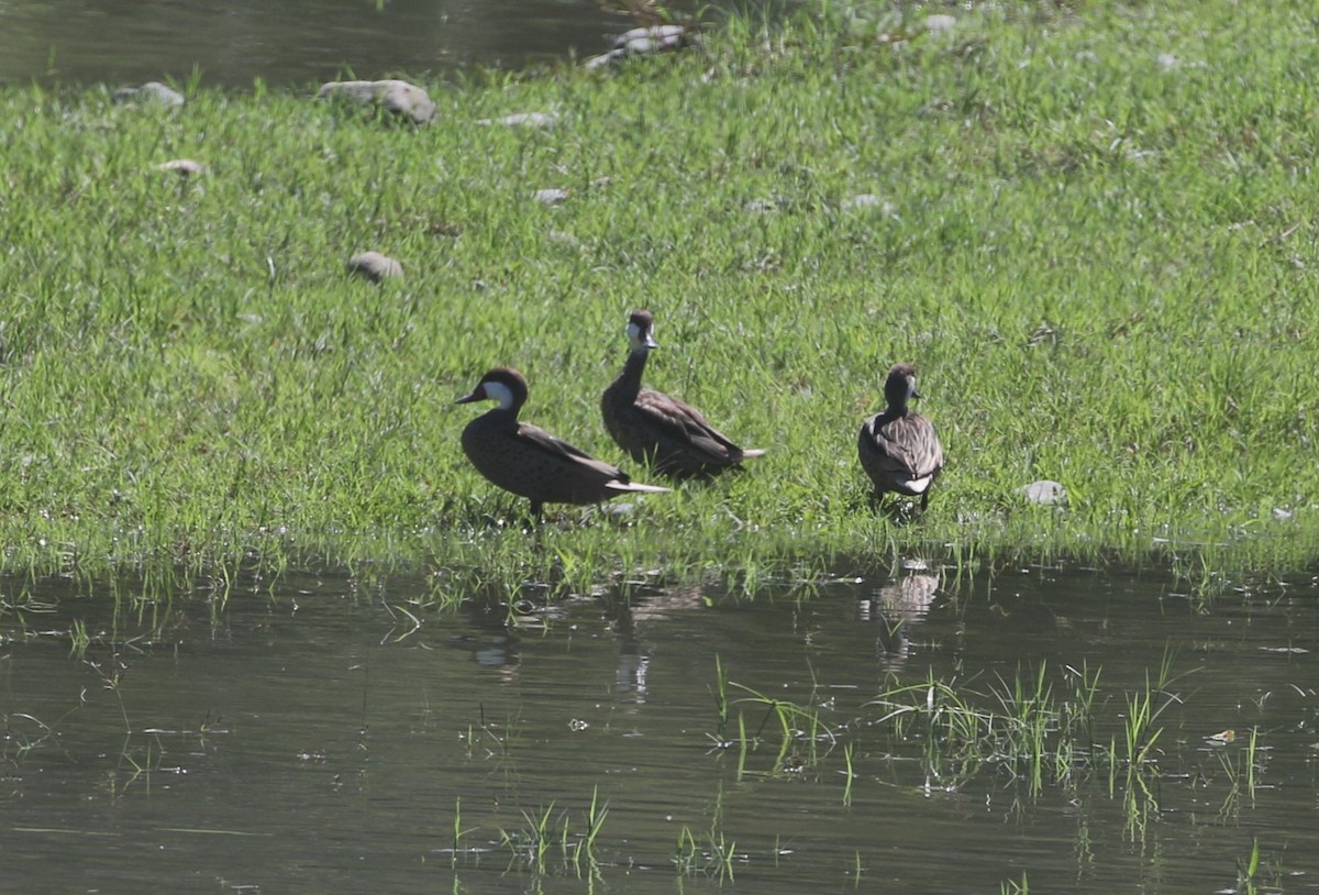 White-cheeked Pintail - ML642210781