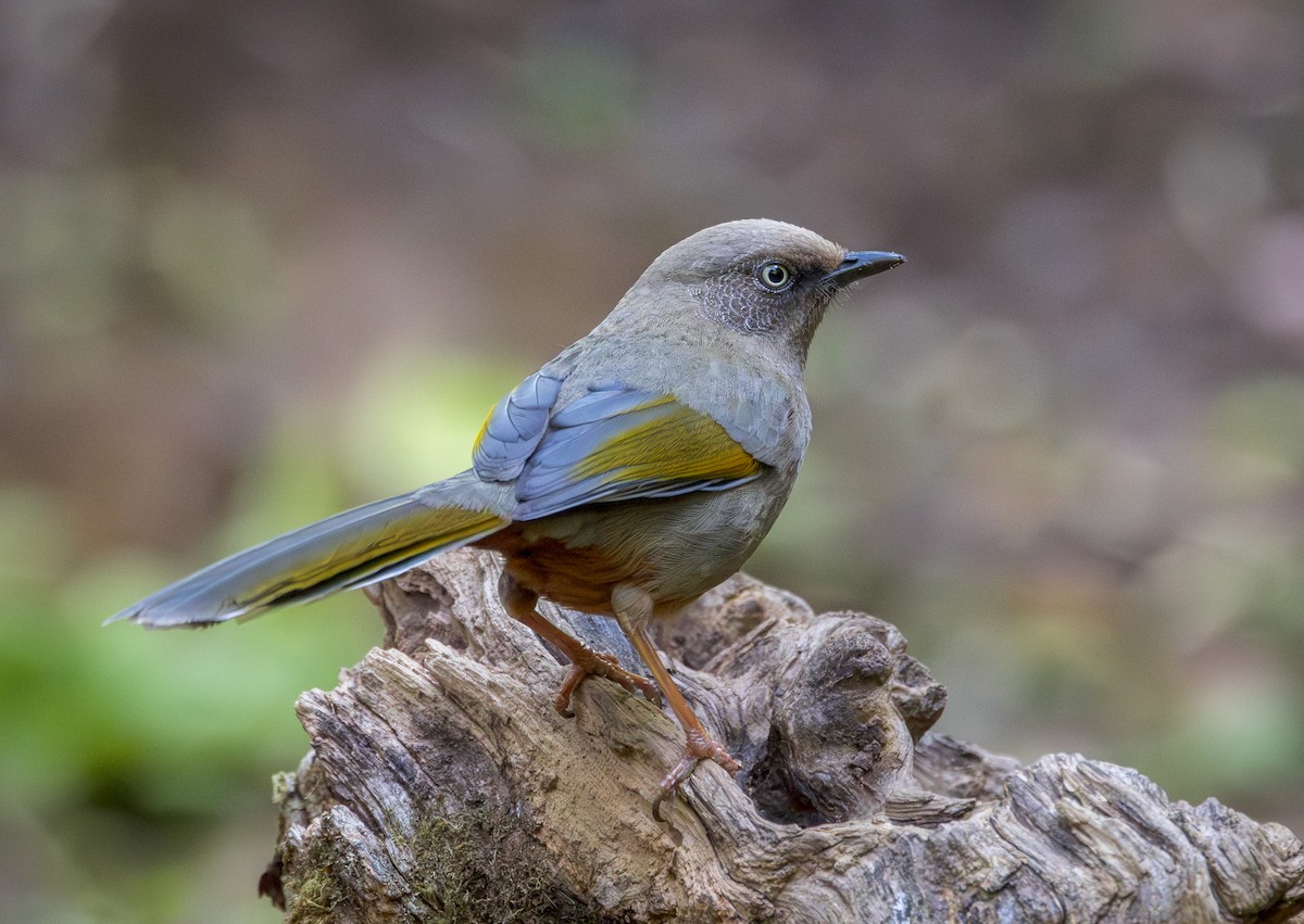 カキハガビチョウ - ML642210784