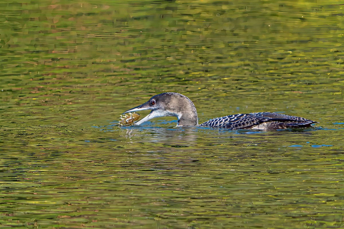 Common Loon - ML642210787