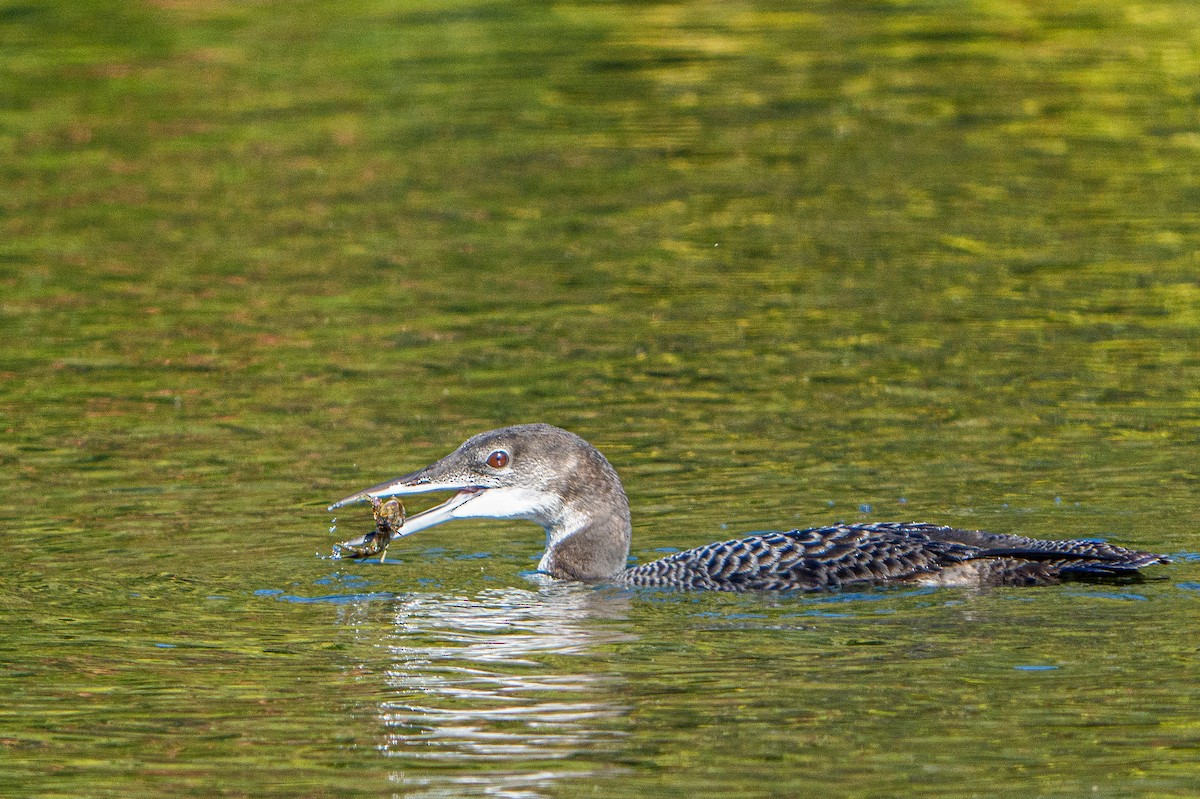 Common Loon - ML642210788