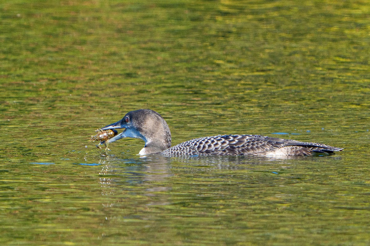 Common Loon - ML642210789