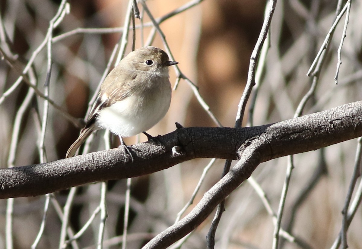 Red-capped Robin - ML642210799