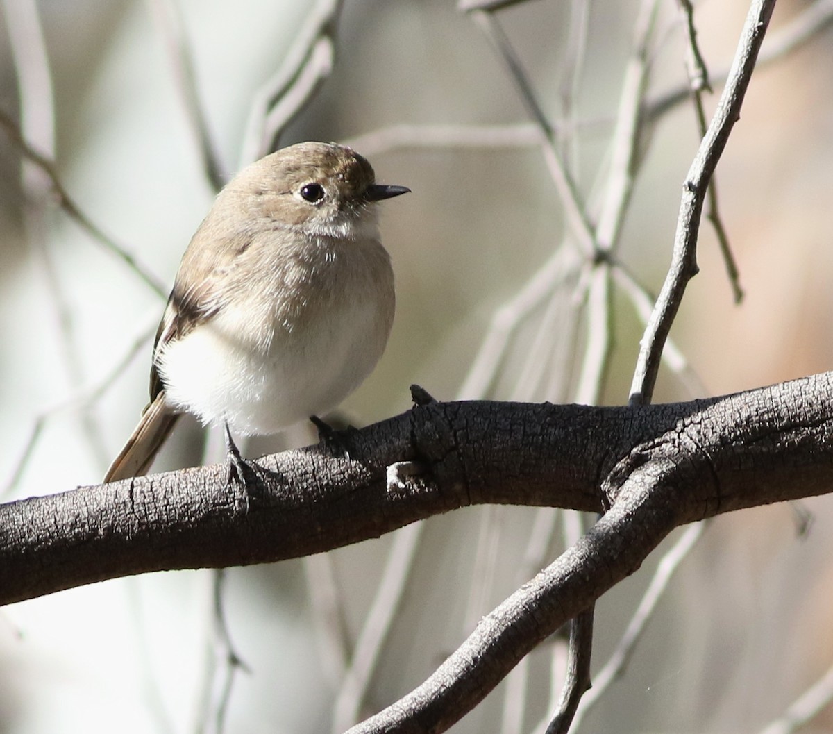 Red-capped Robin - ML642210800