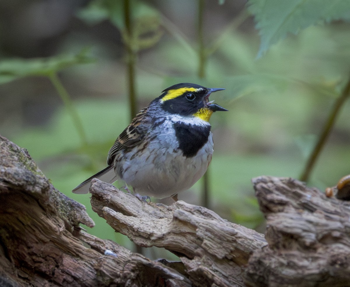 Yellow-throated Bunting - ML642210833