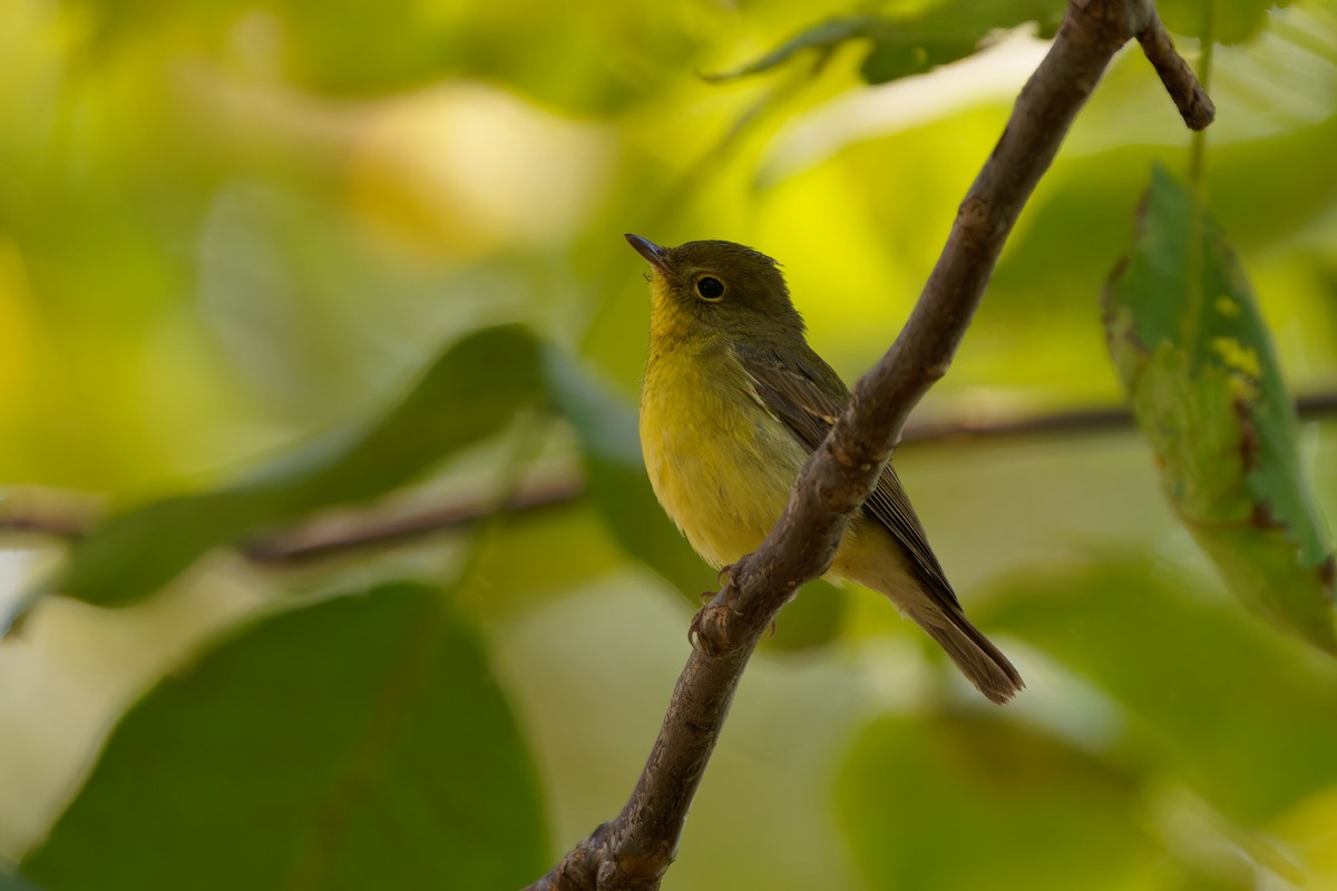 Green-backed Flycatcher - ML642210868