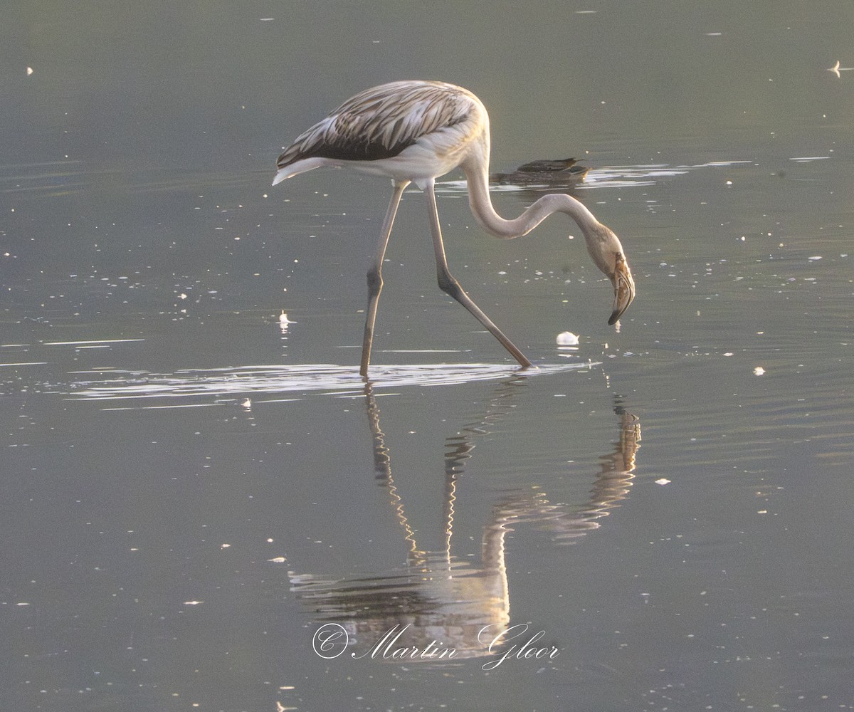 Greater Flamingo - ML642210878
