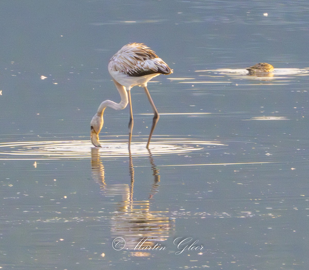 Greater Flamingo - ML642210879