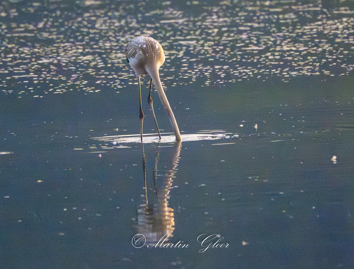 Greater Flamingo - ML642210880