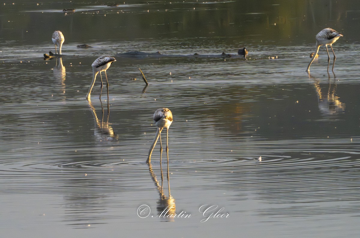 Greater Flamingo - ML642210881