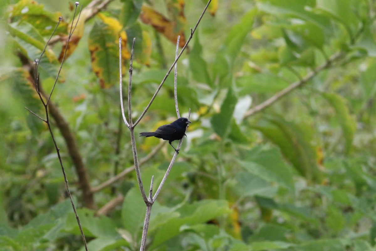 Blue-black Grassquit - ML642210883