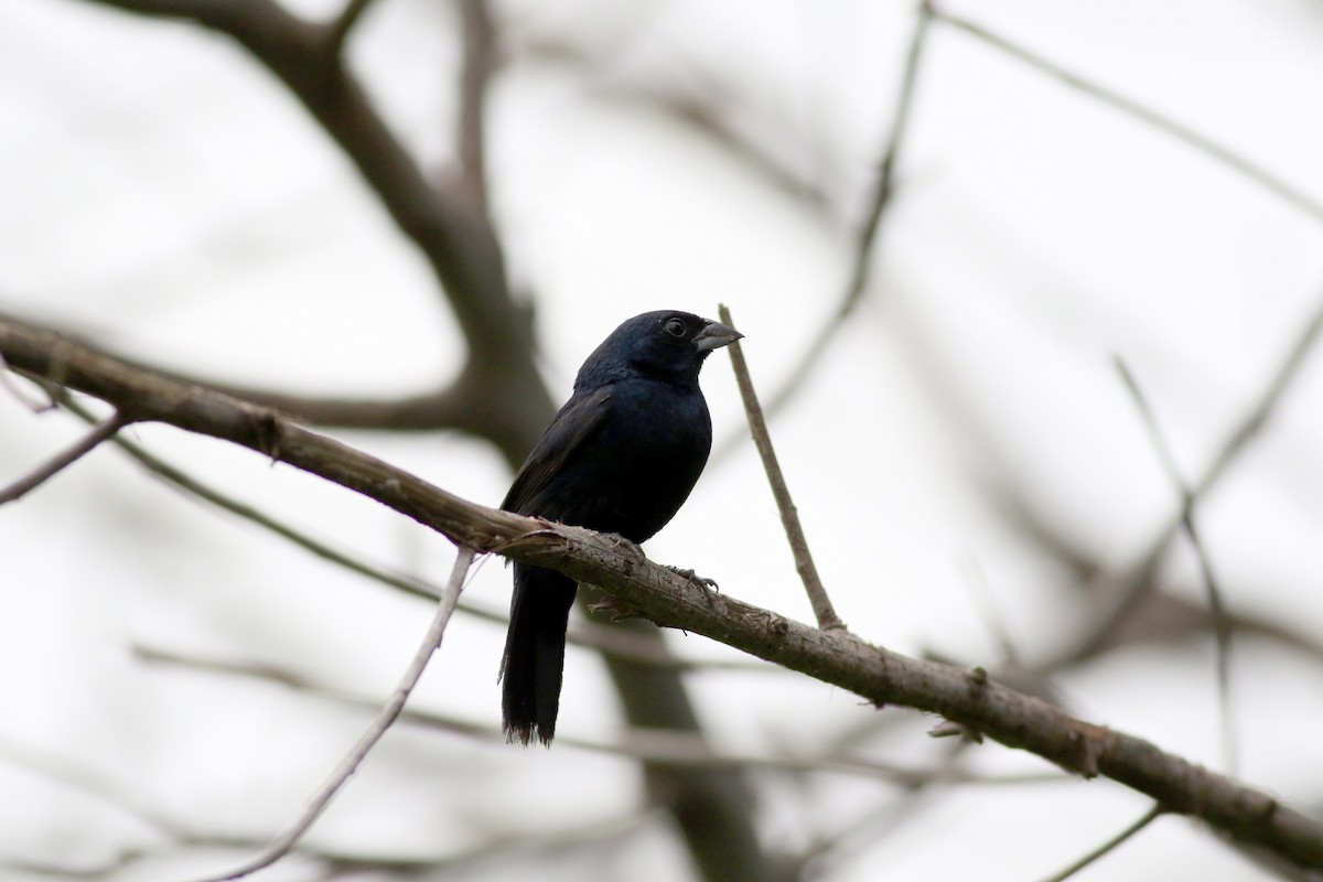 Blue-black Grassquit - ML642210884