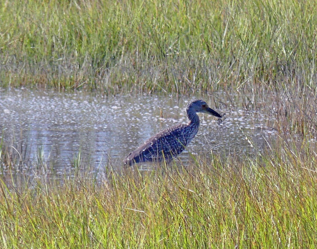 Yellow-crowned Night Heron - ML642210939