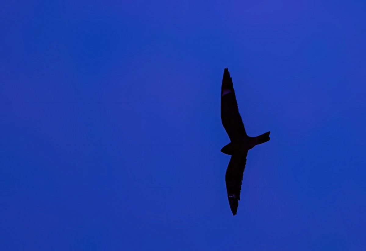 Common Nighthawk - ML642210943