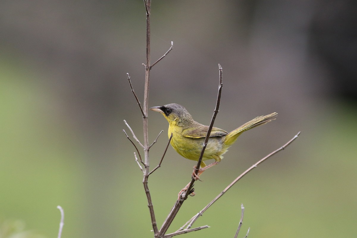 Gray-crowned Yellowthroat - ML642210949