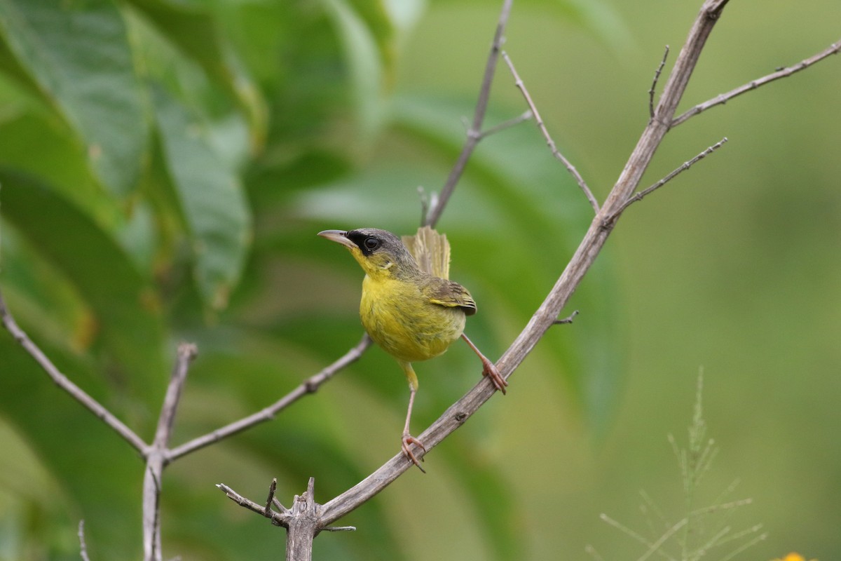 Gray-crowned Yellowthroat - ML642210950