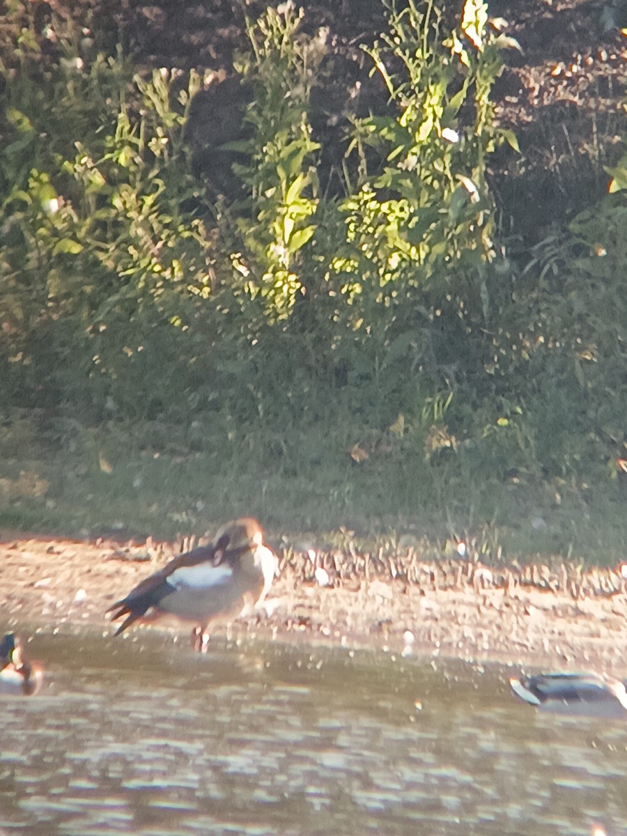 Egyptian Goose - ML642210958