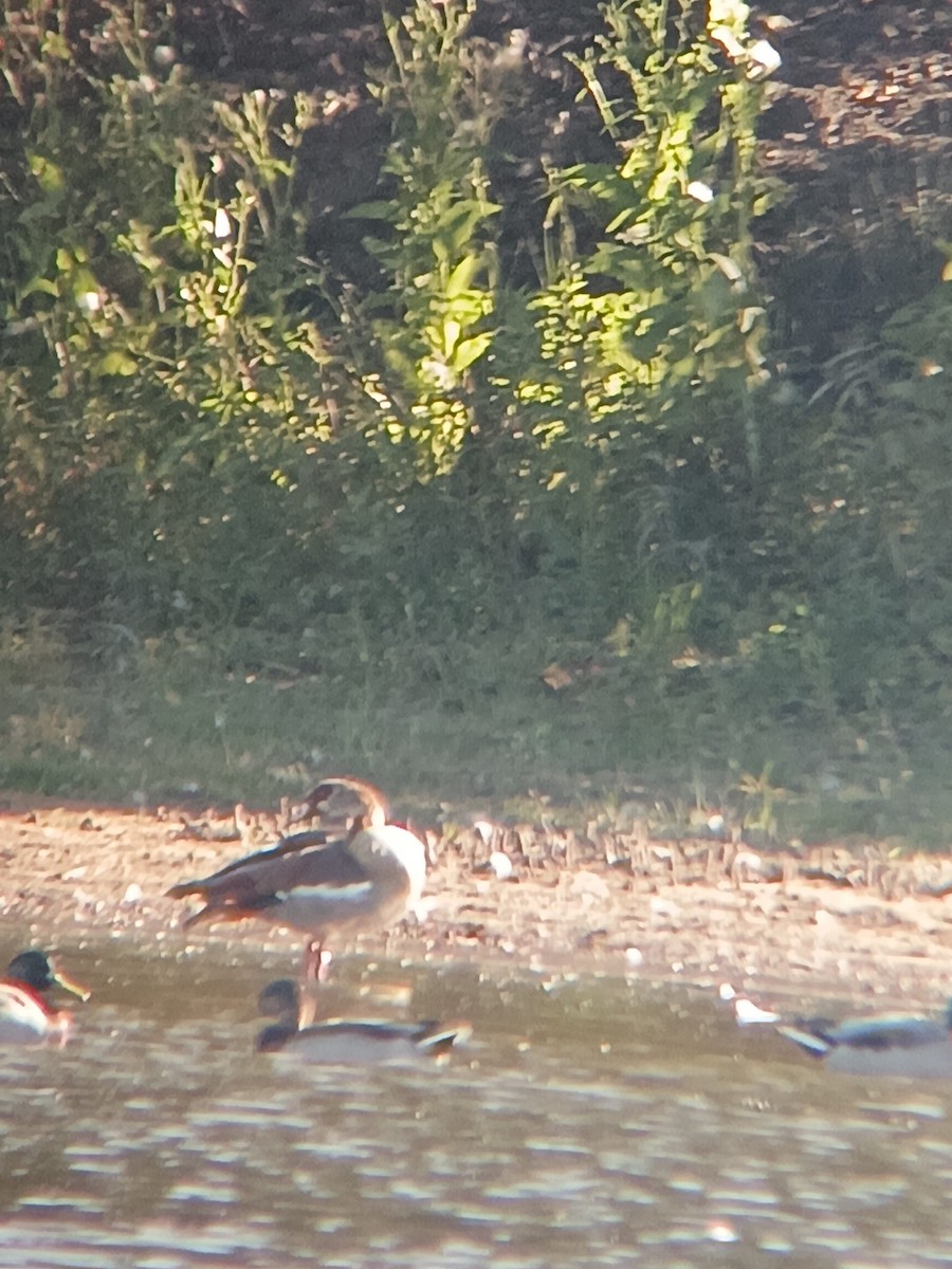 Egyptian Goose - ML642210973