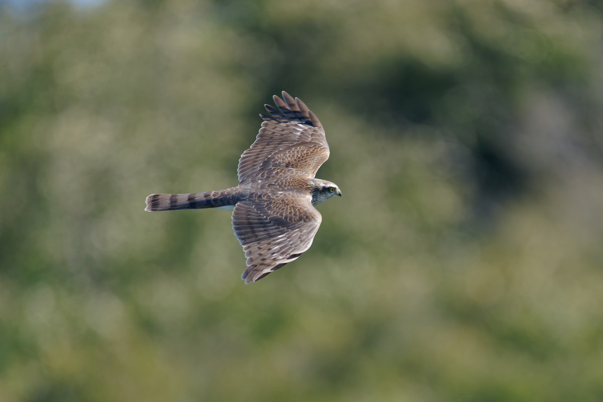 Eurasian Sparrowhawk - ML642210981