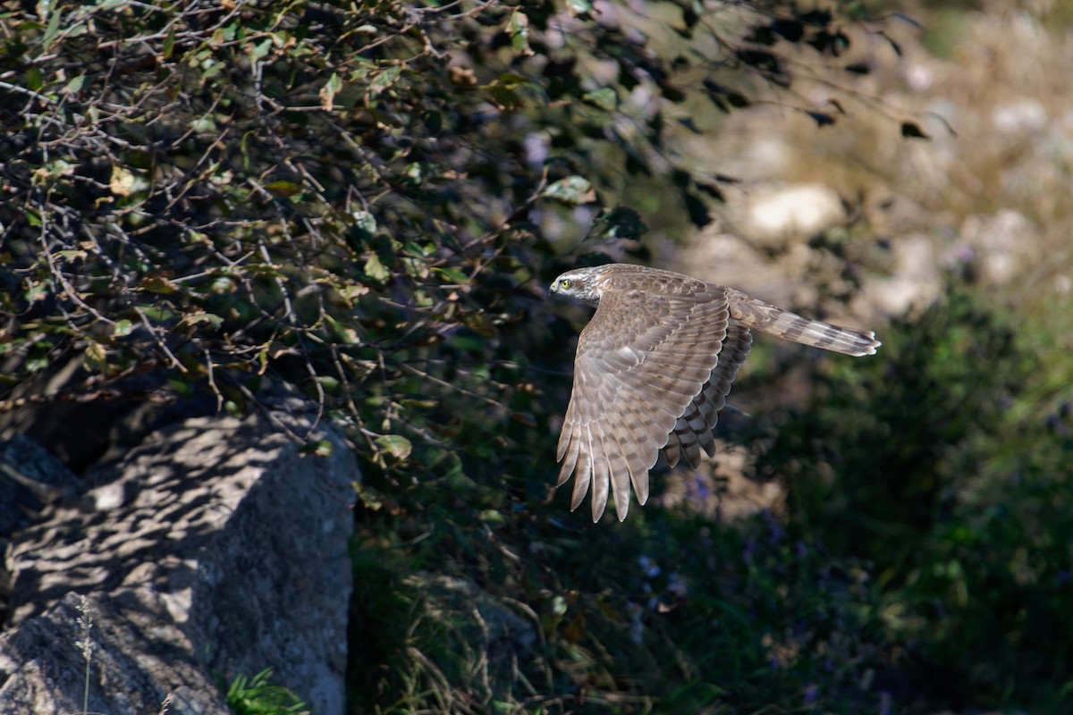 Eurasian Sparrowhawk - ML642210982