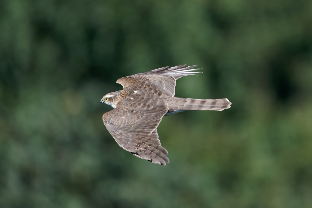 Eurasian Sparrowhawk - ML642210983