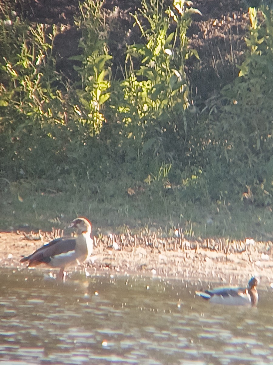 Egyptian Goose - ML642210984