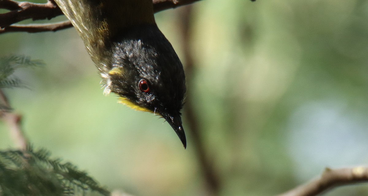 Yellow-throated Honeyeater - ML642210996