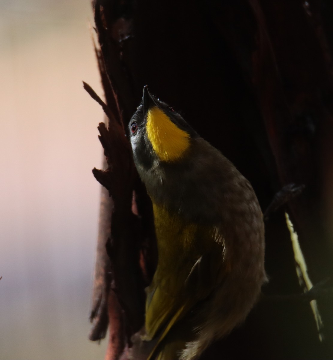 Yellow-throated Honeyeater - ML642210997