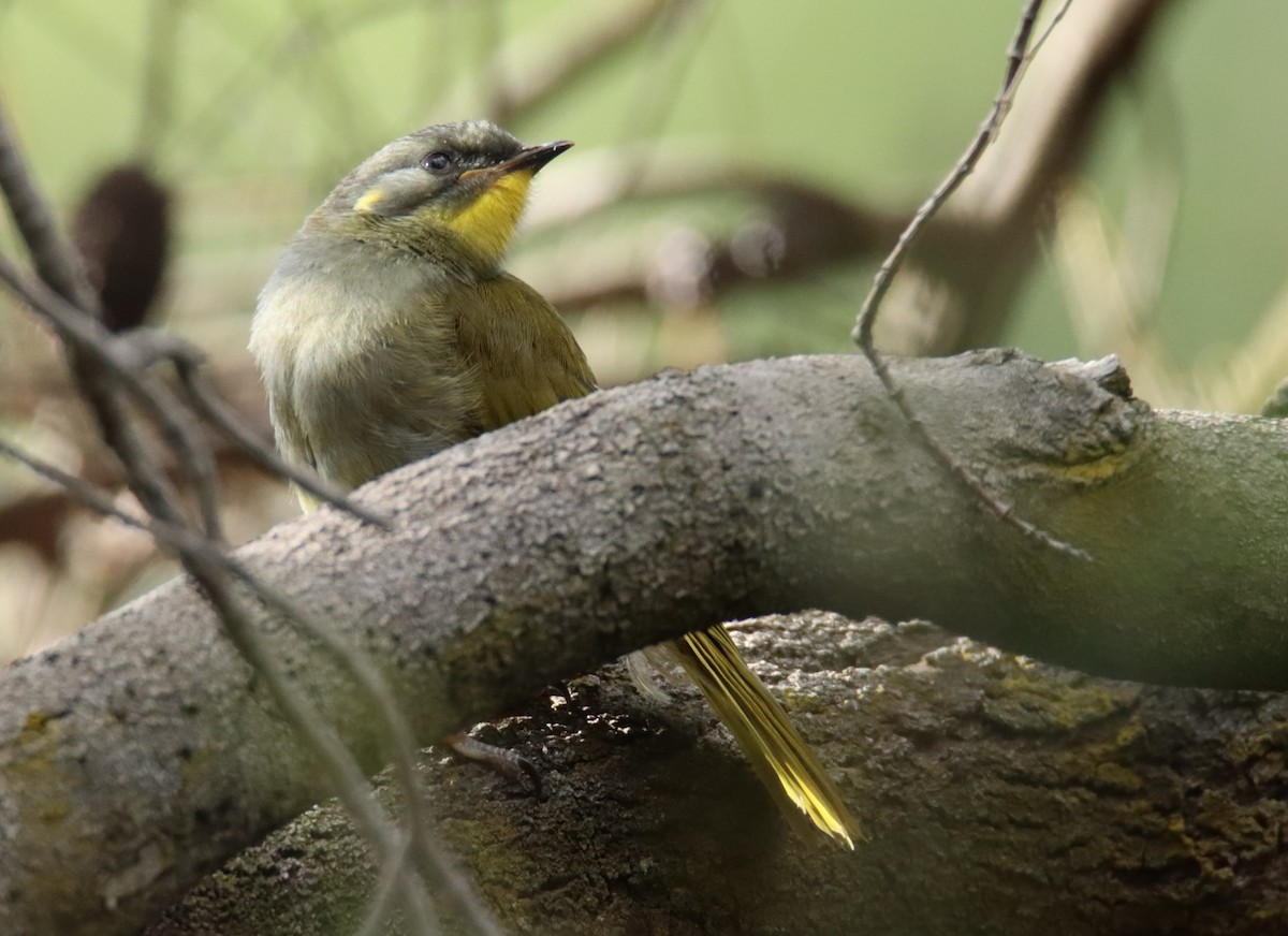 Yellow-throated Honeyeater - ML642210998