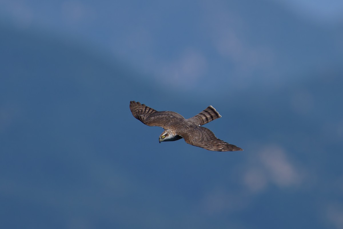 Eurasian Sparrowhawk - ML642211000