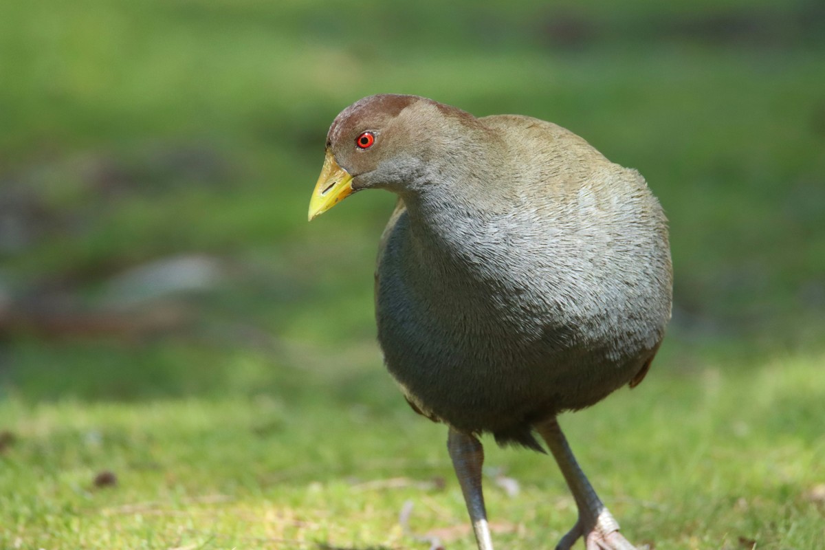 Grünfuß-Teichhuhn - ML642211033