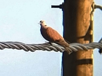 紅鳩 - ML642211077