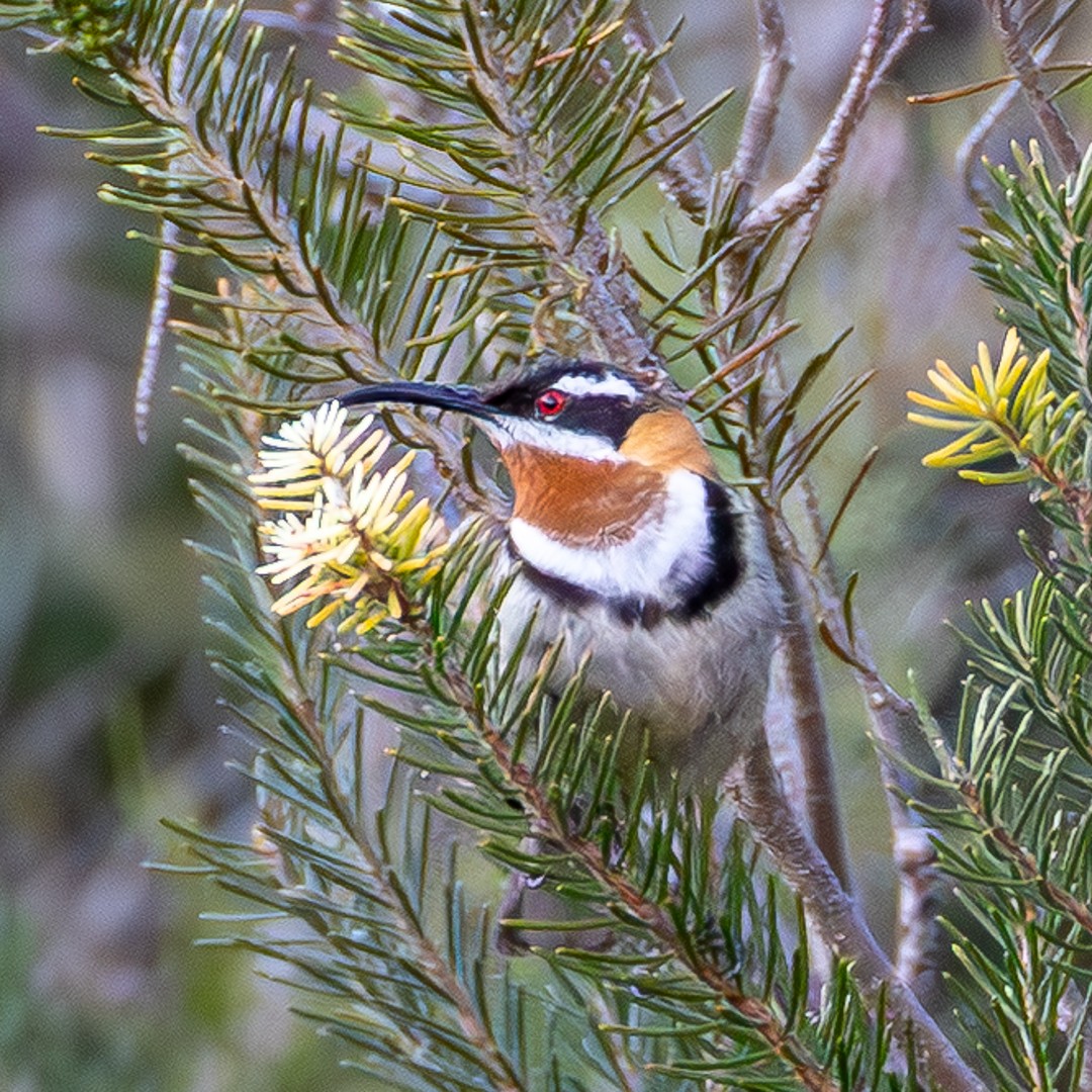 Western Spinebill - ML642211098