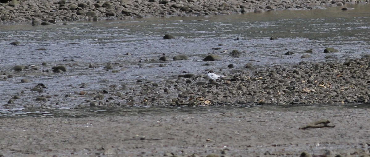 Txenadatxo arrunta - ML642211106