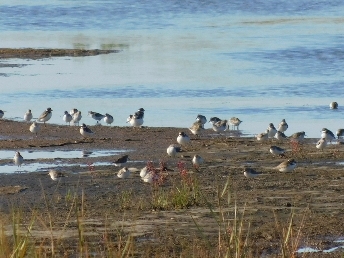 Semipalmated Sandpiper - ML642211127