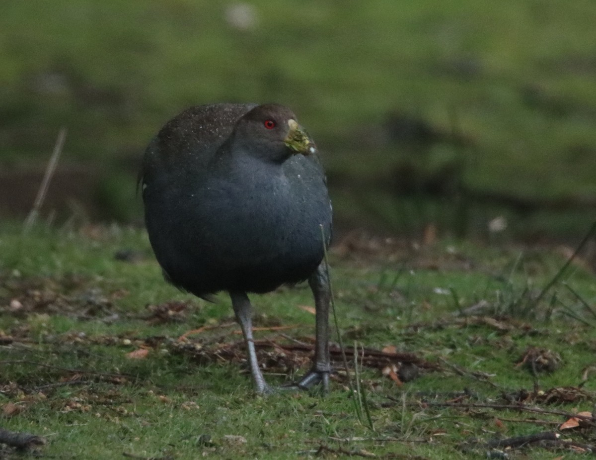 Grünfuß-Teichhuhn - ML642211170