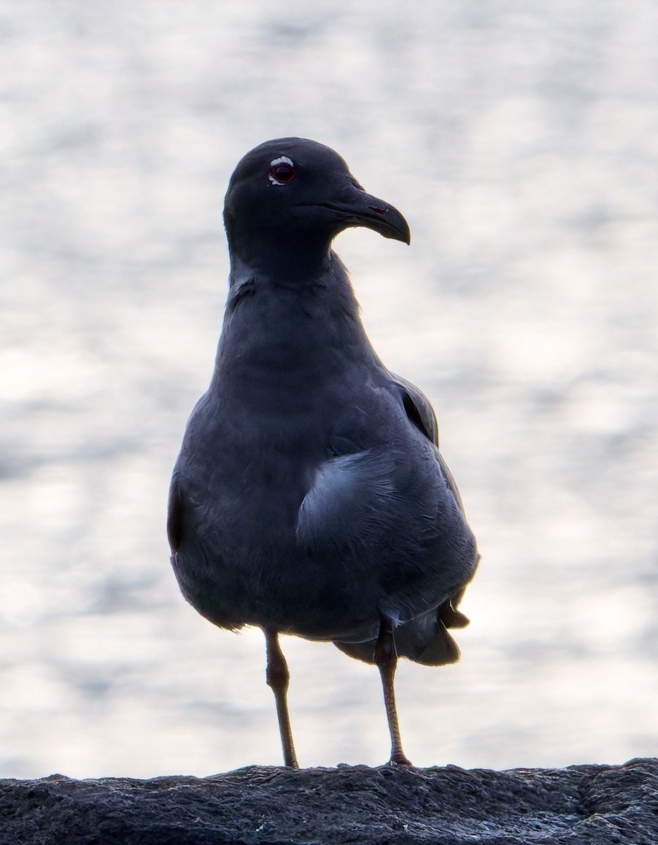 Lava Gull - ML642211173